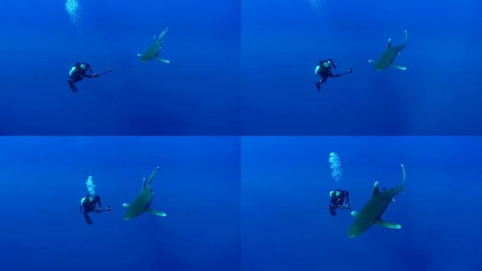 和大白鲨一起游泳海底世界人鲨共舞水族馆