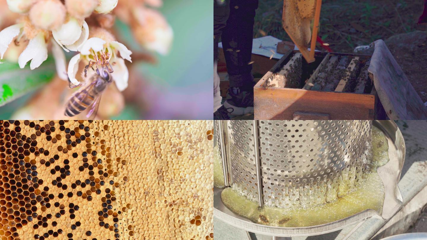 中蜂蜂农取枇杷蜜