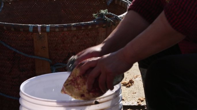 农村农家农民秋天清洗番薯红薯粉制作清洗