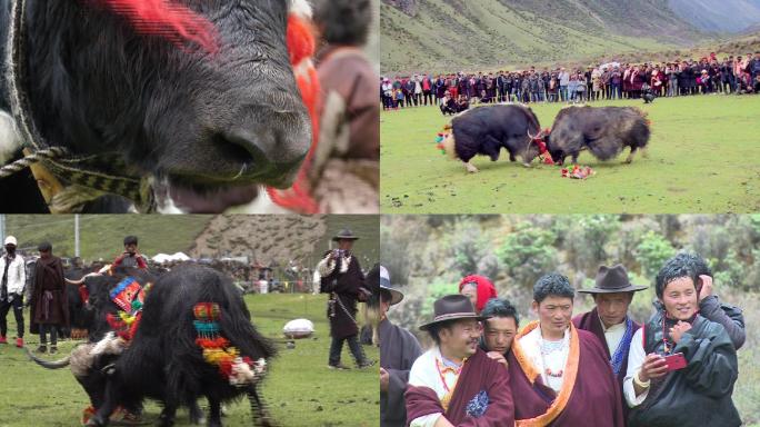 西藏娘亚牦牛藏民斗牛实拍