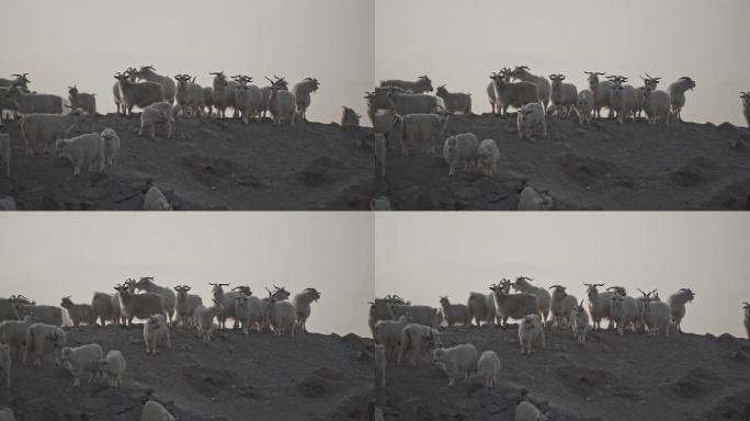 羊群慢动作