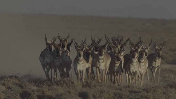 一群奔跑的叉角羚美国物种北美风光无人区