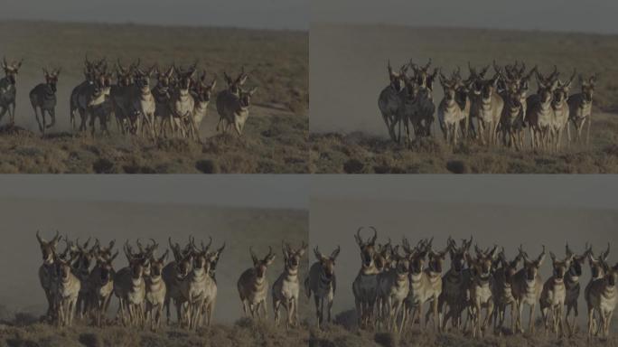 一群奔跑的叉角羚美国物种北美风光无人区