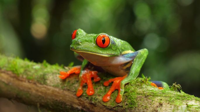 红眼树蛙雨蛙科哥斯达黎加中美洲