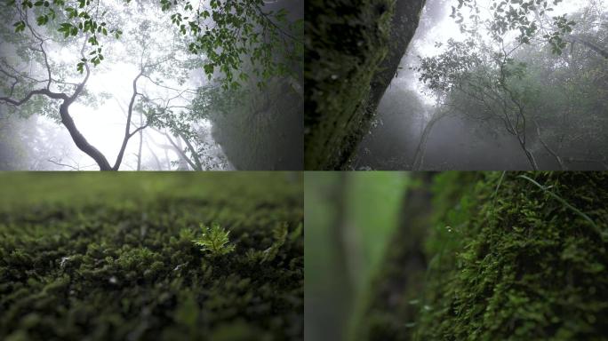 原始丛林朦胧大雾森林秘境青苔4K意镜