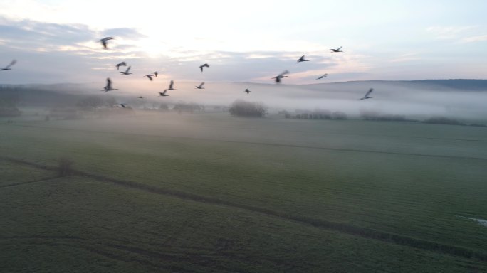 鸟在薄雾中飞翔大雁南飞鸟儿自由草原飞大草