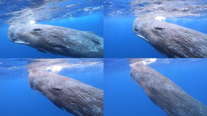 水下拍摄抹香鲸头部特写素材