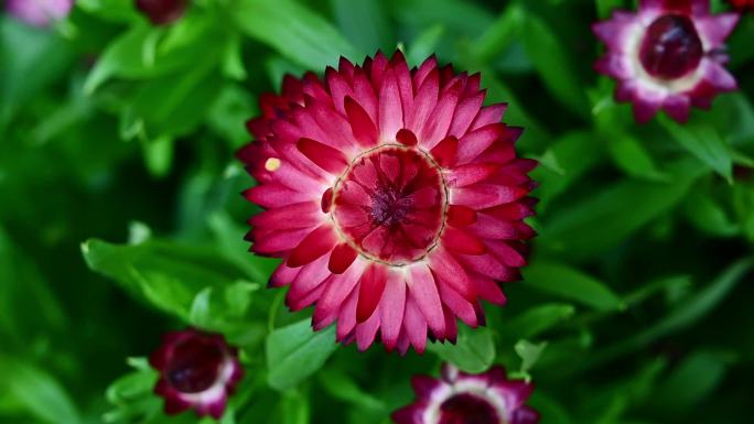 蜜蜂采集花粉 蜜蜂 花儿 花朵