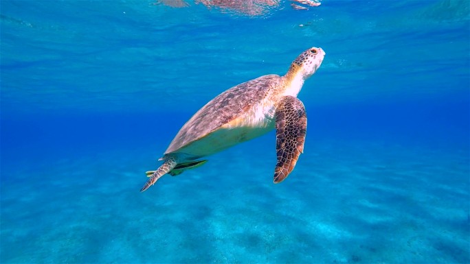 海龟海中海底海洋海中蓝色海水