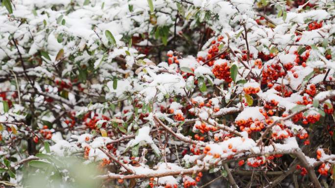 4K北方冬天冬青树果子上飘雪实拍视频