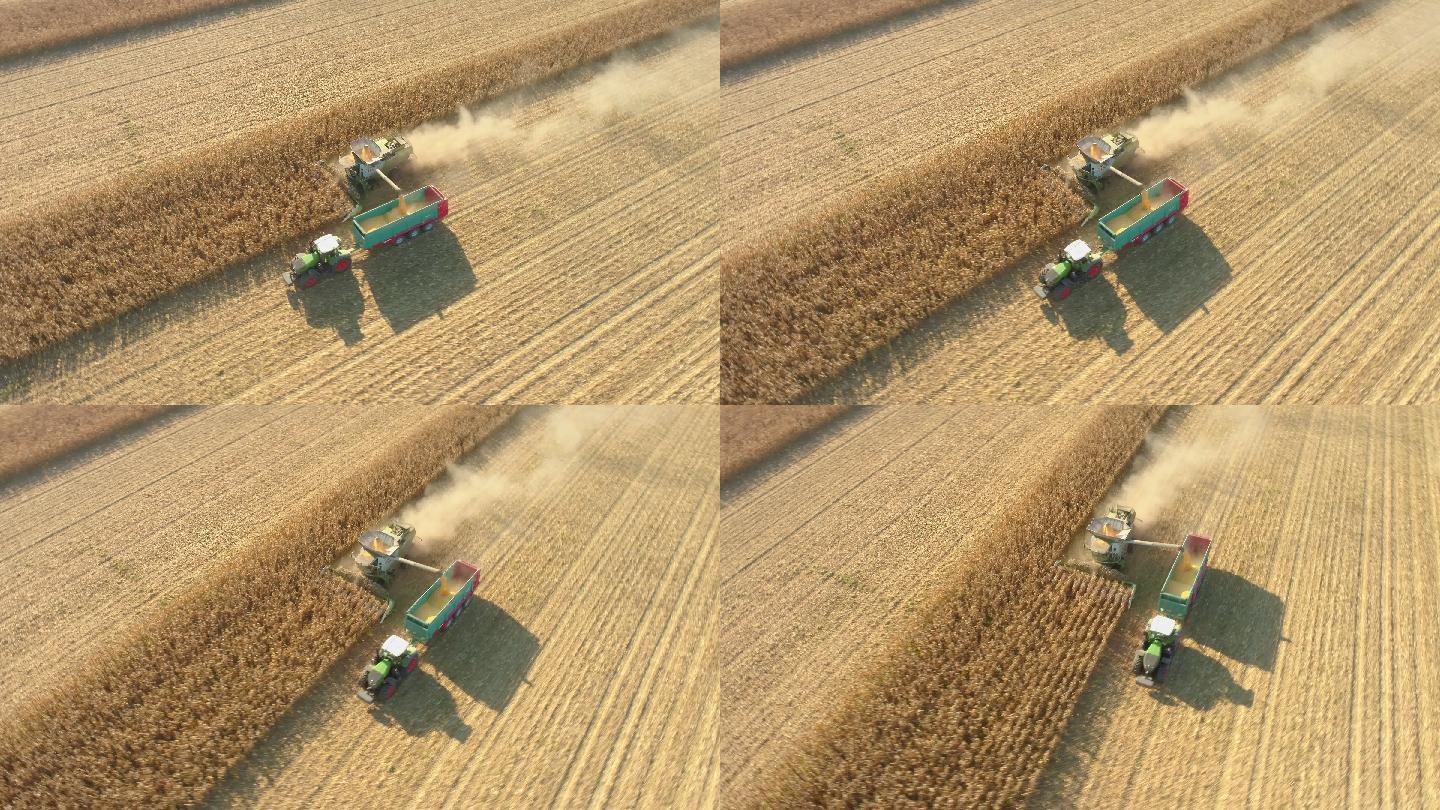 空中农场主在田里收割玉米