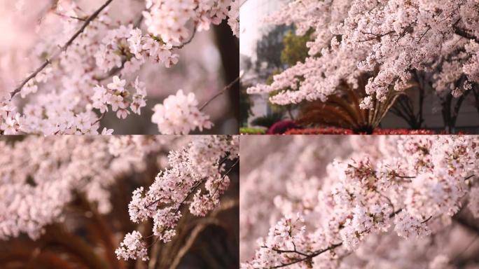 风吹唯美樱花 花瓣飘落