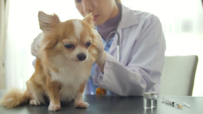 狗在医院接受身体检查