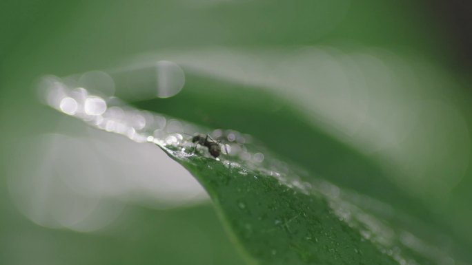 高质量自然生态蚂蚁雨露微观世界