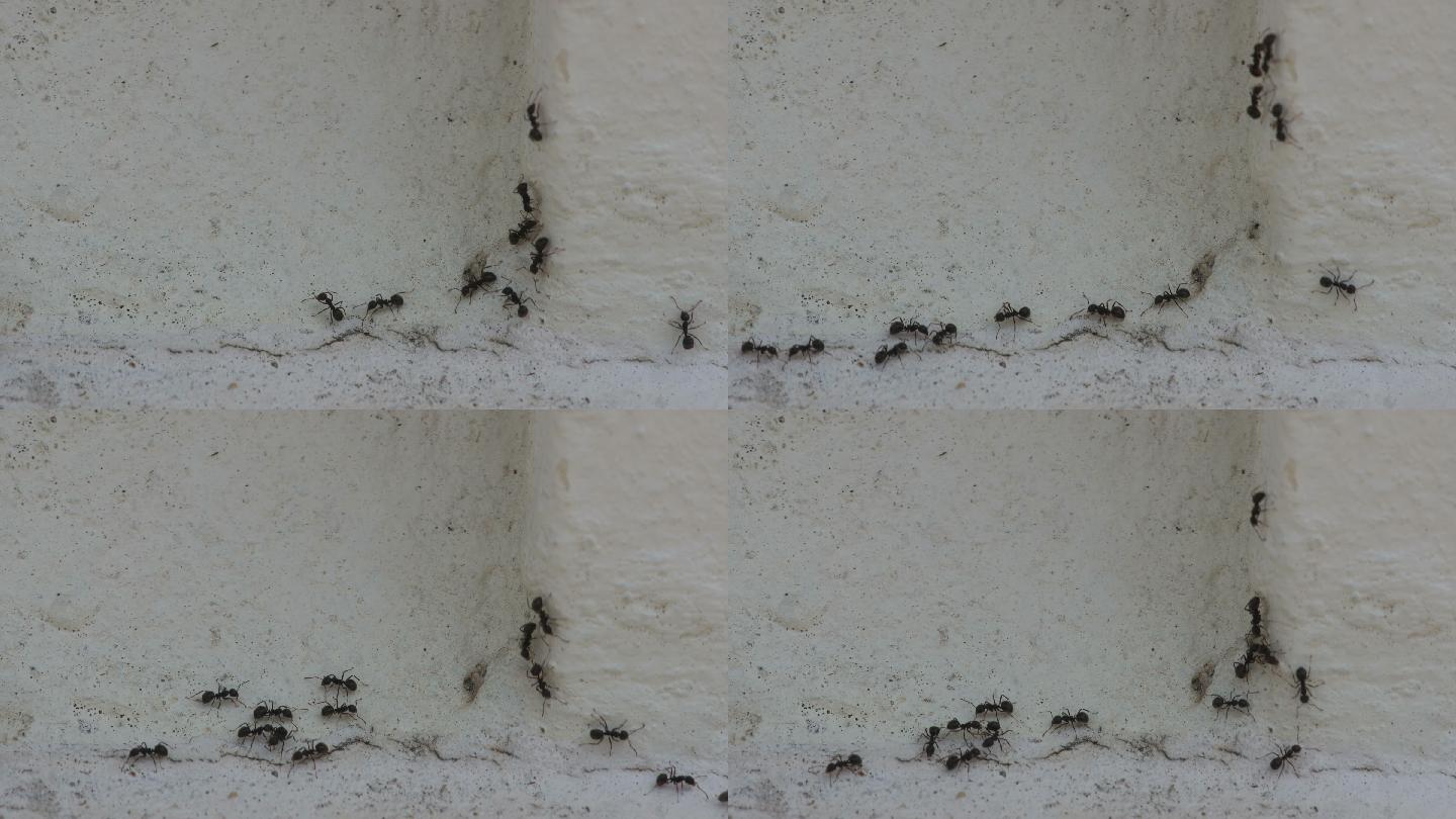 黑蚂蚁勤劳的蚂蚁黑蚁大蚂蚁