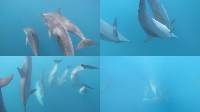 海洋的野生海豚在海里自由飞翔水下视频素材