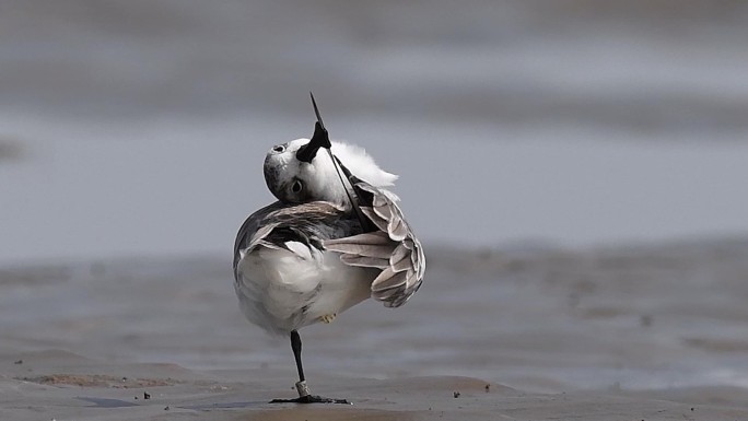 有鸟类环志的勺嘴鹬在海滩探寻美食