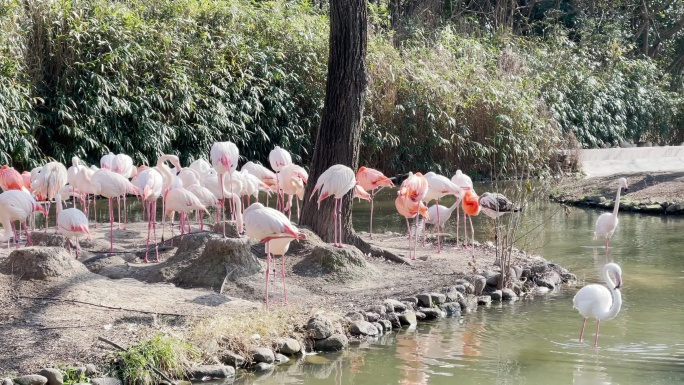上海野生动物园火烈鸟