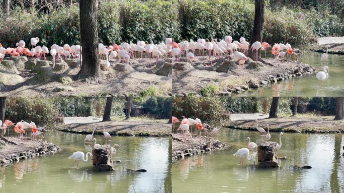 上海野生动物园火烈鸟