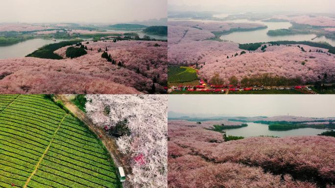 4K航拍贵州贵安樱花红枫湖风光