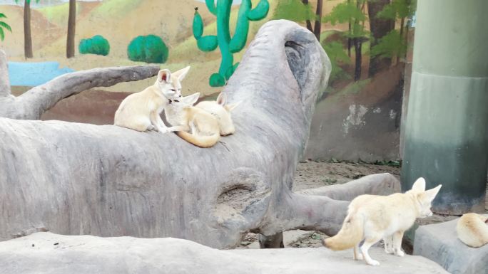 上海野生动物园耳廓狐