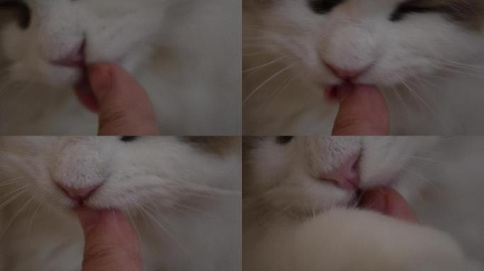 布偶猫咪舔手猫舌头倒刺 (4)