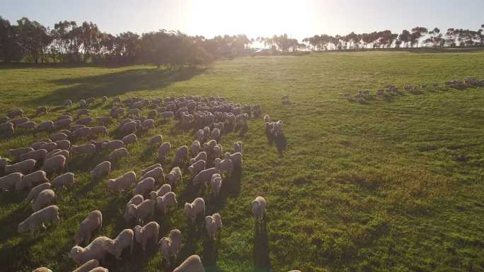 澳大利亚绿色围场里的绵羊