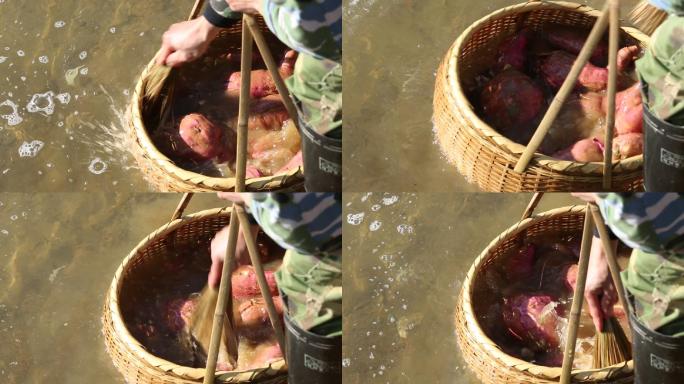 浙江农村传统农产品红薯粉番薯清洗原素材