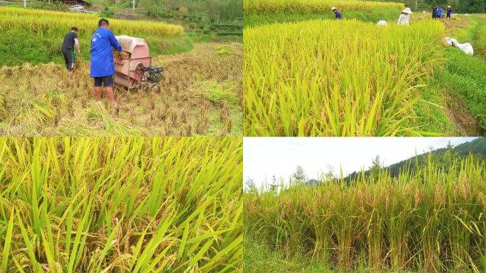 水稻农业大米丰收农田丰收稻谷稻田4K合辑