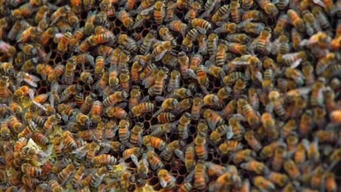 一群蜜蜂在采蜜