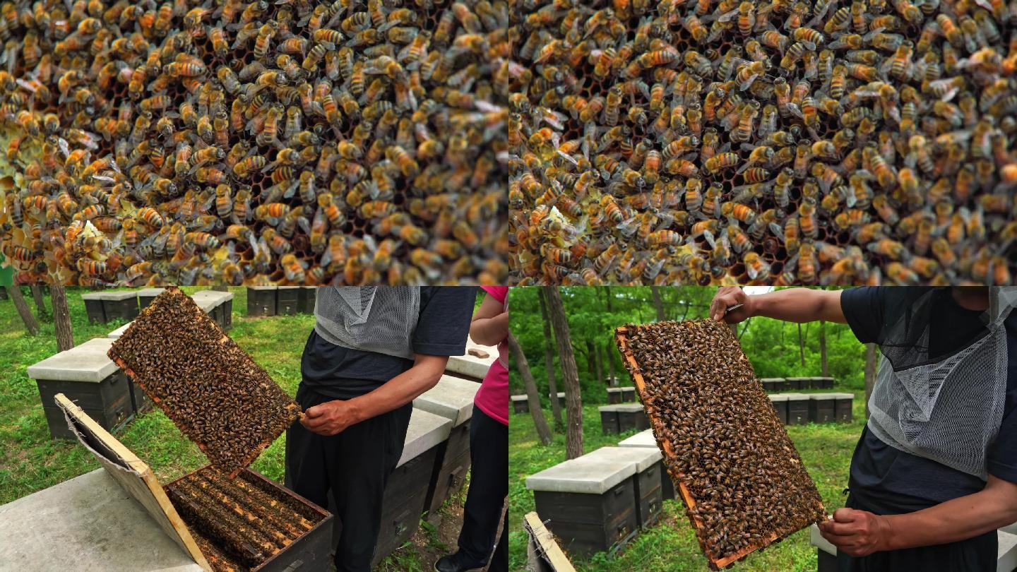 一群蜜蜂在采蜜