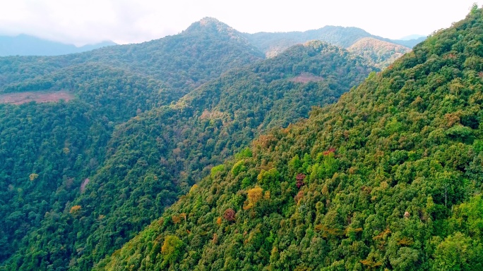 航拍高高黎贡山百花岭