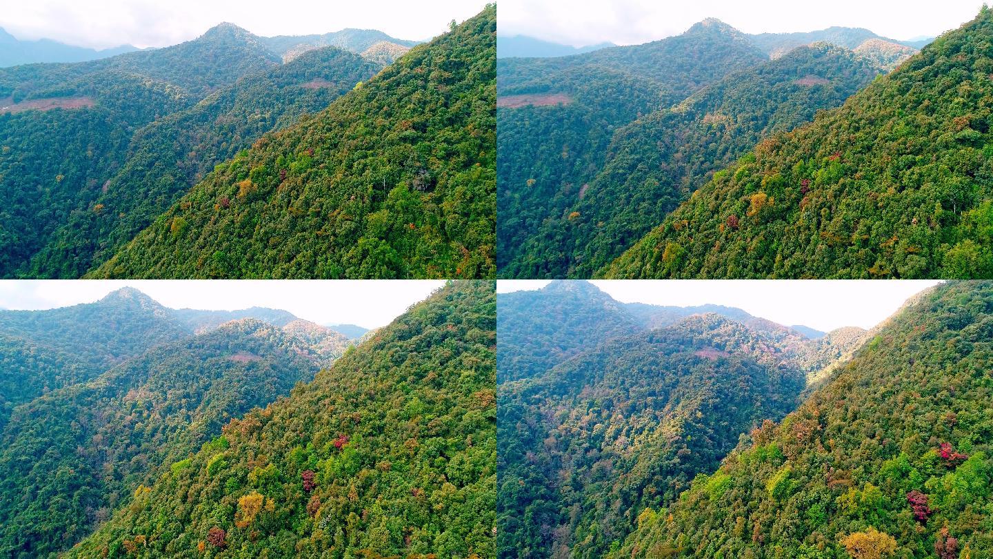 航拍高高黎贡山百花岭