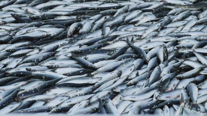 北海渔船上捕获的大量鲱鱼