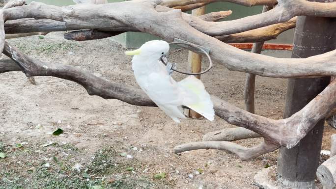 上海野生动物园鹦鹉