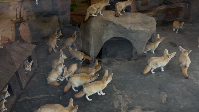 上海野生动物园耳廓狐