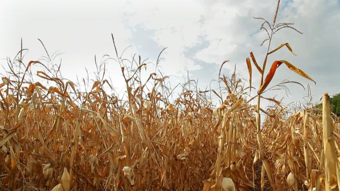 干旱破坏了当地的玉米田