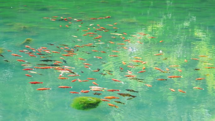 池塘里成群游泳的鱼