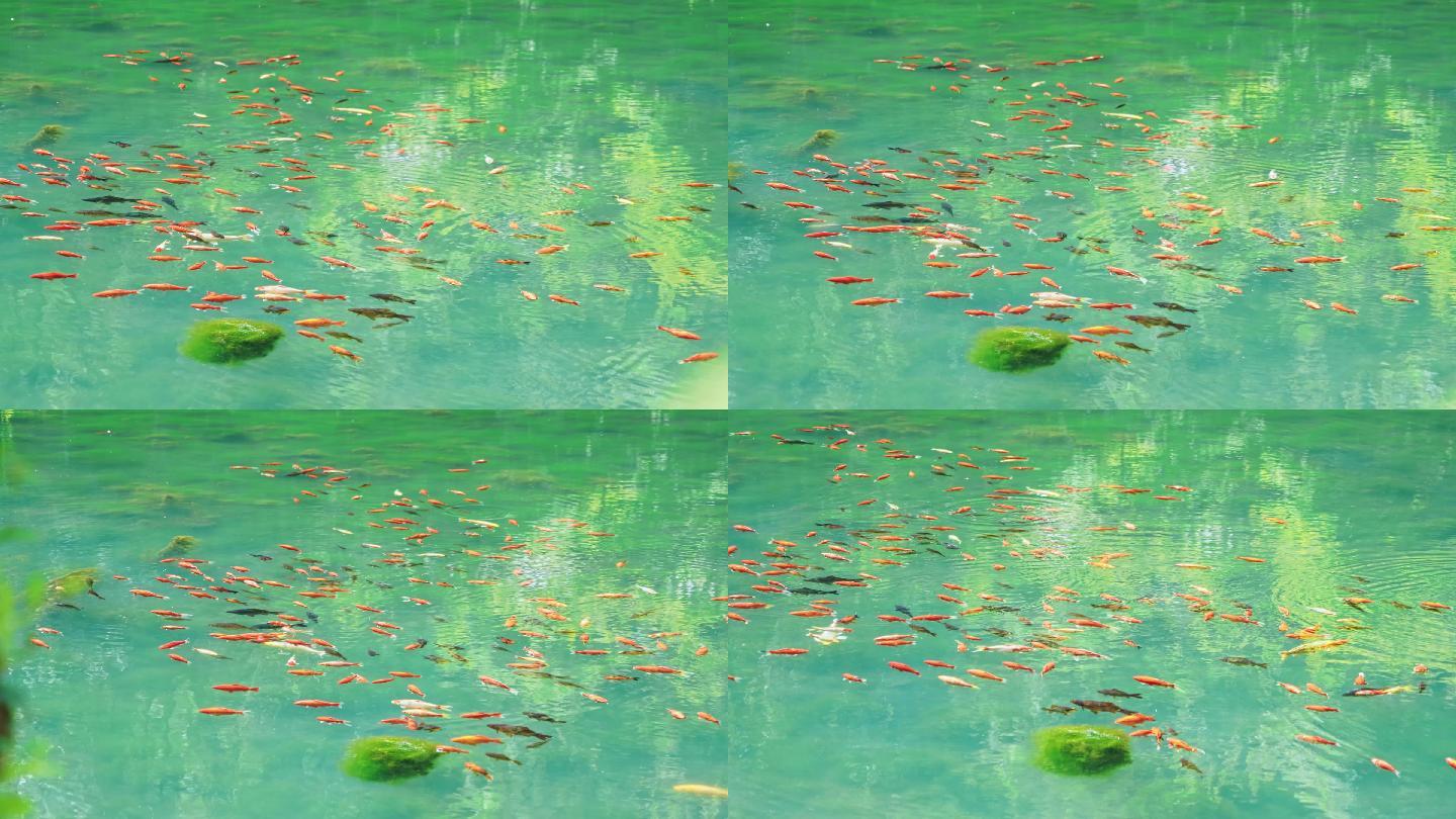 池塘里成群游泳的鱼