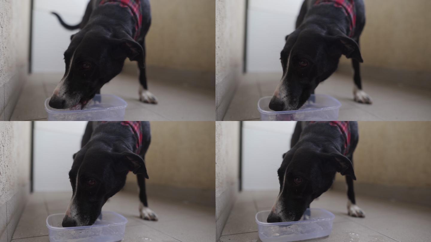 可爱的黑狗喝着清凉的冷水