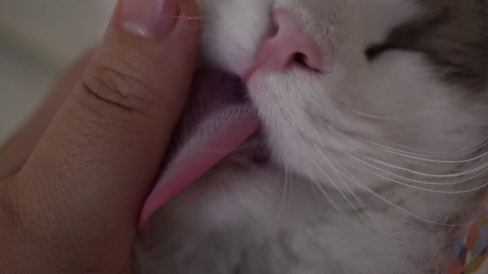 布偶猫咪舔手猫舌头倒刺 (7)