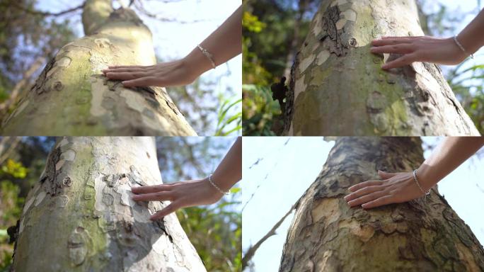 触摸自然，用手触摸树干，抚摸树干人与自然