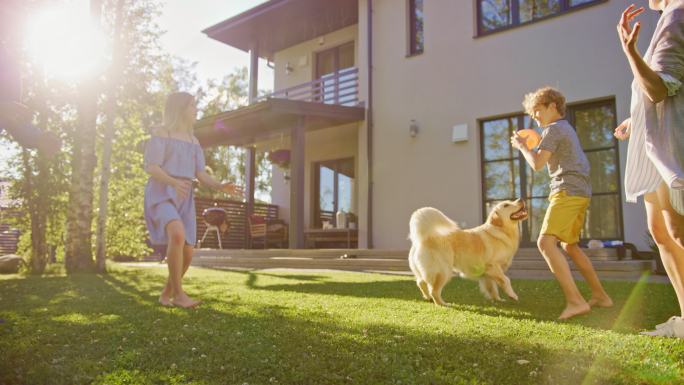 在后院的草坪上和金毛犬玩接球玩具球。