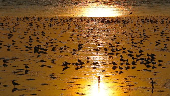 海边的海鸥唯美大气夕阳黄昏大海海滩