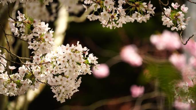 樱花视频素材