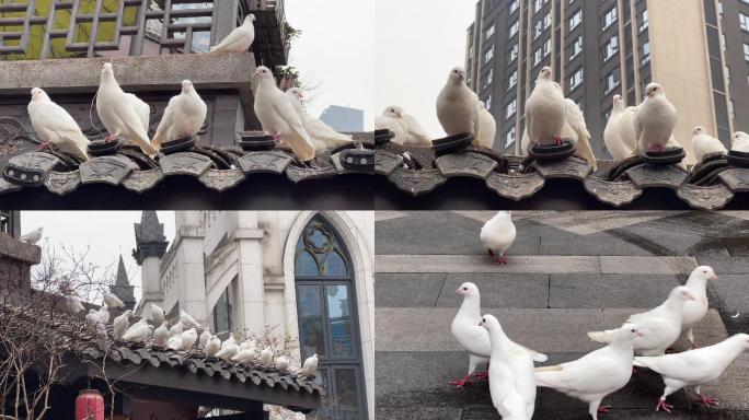 屋顶上的鸽子 房梁上的鸽子