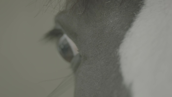 马的眼睛(S-LOG3颜色)