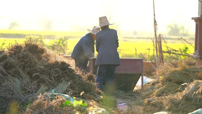 两个农民在进行水稻加工