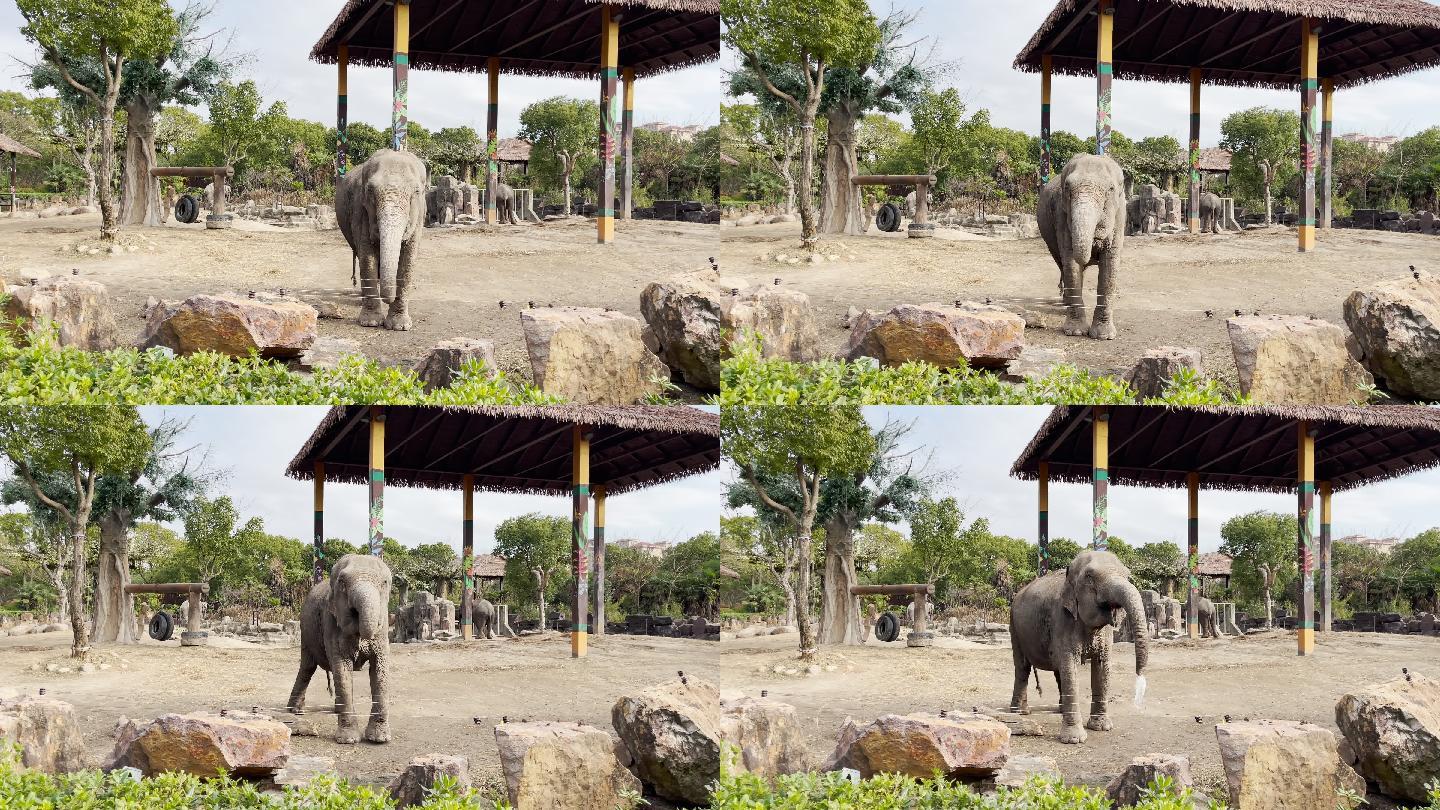 上海野生动物园非洲象