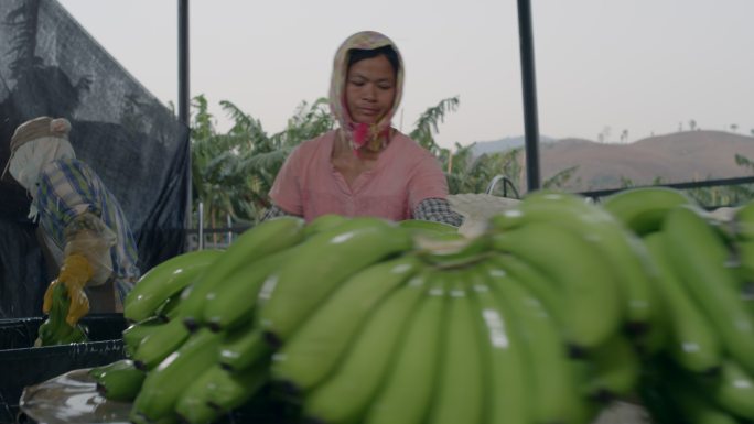 老挝香蕉种植园的农民清洗刚采摘的香蕉